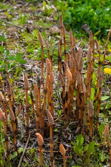 Equisetum arvense, the field horsetail or common horsetail, is an herbaceous perennial plant of the family Equisetaceae. Horsetail plant Equisetum arvense
