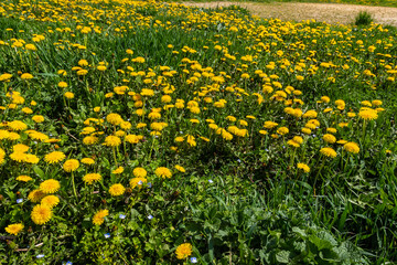 Dandelion flowers on a green meadow in spring. Dandelion flower background