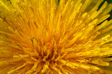 Dandelion Taraxacum officinale close-up. Yellow primrose. Bright spring background. Shallow depth of field, macro