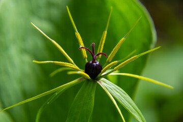 Paris quadrifolia. Flower close-up of the poisonous plant, herb-paris or the knot of true lovers. Blooming grass Paris. Crow's eye or raven eye, poisonous berry in the forest