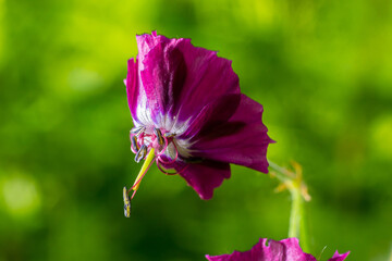 Dark purple dusky flowers in the garden, selective focus with green bokeh background - Geranium faeum