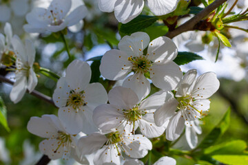 Selective focus of beautiful branches of cherry blossoms on the tree under blue sky, Beautiful Sakura flowers during spring season in the park, Floral pattern texture, Nature background