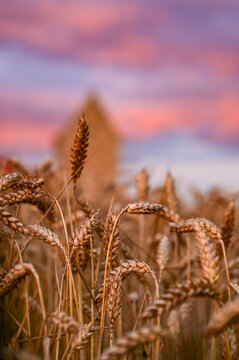 Wheat or Oats (Avena) with spikelets in the oat field just before harvest with sunset in the background, Sweden