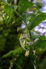 Polygonatum multiflorum, the Solomon's seal, David's harp, ladder-to-heaven or Eurasian Solomon's seal, is a species of flowering plant in the family Asparagaceae
