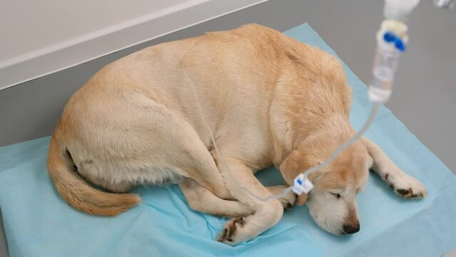 Yellow labrador retriever getting hypodermic drip infusion for dog with kidney failure and sleeping on blue medical diaper, defocused dripping drops. Concept of illness and veterinary clinic. 