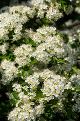 Close-up of a branch of midland hawthorn or crataegus laevigata with a blurred background photographed in the garden of herbs and medicinal plants