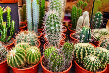 different cactuses in the pots