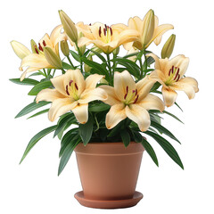 pot of Lily isolated on transparent background, element remove background, element for design - obrazy, fototapety, plakaty
