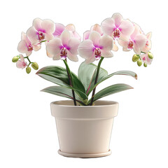 Naklejka na ściany i meble pot of Orchid isolated on transparent background, element remove background, element for design
