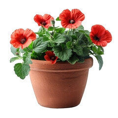 pot of Poppy isolated on transparent background, element remove background, element for design