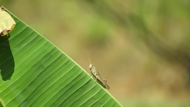 Green grasshoppers land on banana leaves