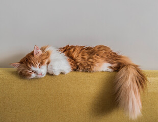 A beautiful red cat sleeps on the back of a yellow sofa in the living room - obrazy, fototapety, plakaty