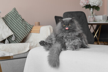 Big persian cat with grey fur sitting in a living room in a very funny pose and showing his tongue - 741315835