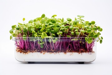 A luxurious transparent jar with fresh micro greenery on a white background.