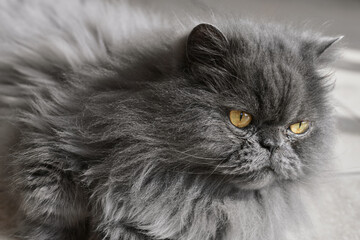 Close-up portrait of a Persian cat with long grey fur and yellow eyes - 741316060