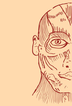 Handdrawn image of man anatomy with muscles. Editable Clip Art