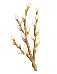 Cat willow branch, watercolor, isolated illustration on a white background, branch, gouache style, element for design and decor, Easter, print