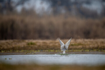River tern hunting  - 741319660