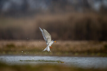 River tern hunting  - 741319694