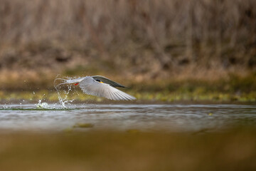 The River tern hunting  - 741319822