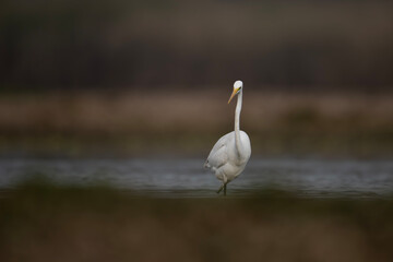 Great Egret Fishing in Lake  - 741319896