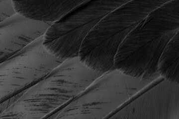 black feather pigeon macro photo. texture or background