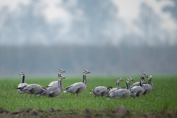 Flock of Bar headed goose in Wheat field in Morning  - 741320889
