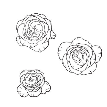 Set of three beautiful rose flowers in black isolated on white background. Hand drawn vector sketch illustration in doodle engraved vintage line art style. Concept of print, decoration, floristics.