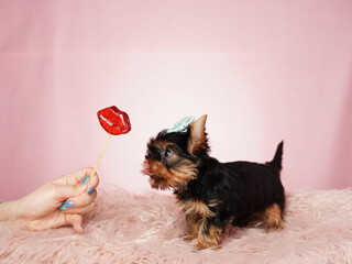Yorkshire terrier puppy sitting on a pink fur pillow on an isolated pink background. Fluffy, cute dog with a bow on his head licks a lollipop. Cute pets