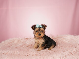 Yorkshire terrier puppy sitting on a pink fur pillow on an isolated pink background. Fluffy, cute lap dog with a bow on his head. Cute pets