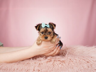 Caucasian woman holds a cute Yorkshire terrier Puppy in her arms on a pink isolated background. Fluffy, cute lap dog with a bow on his head. Cute pets