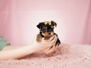 Caucasian woman holds a cute Yorkshire terrier Puppy in her arms on a pink isolated background. Fluffy, cute lap dog with a bow on his head. Cute pets