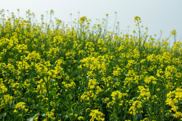 Fresh Yellow Mustard, Canola Plant Field