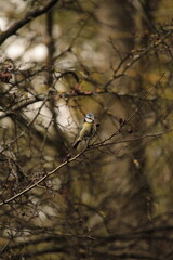 Eurasian blue tit in front of a beautifully rendered background in early spring