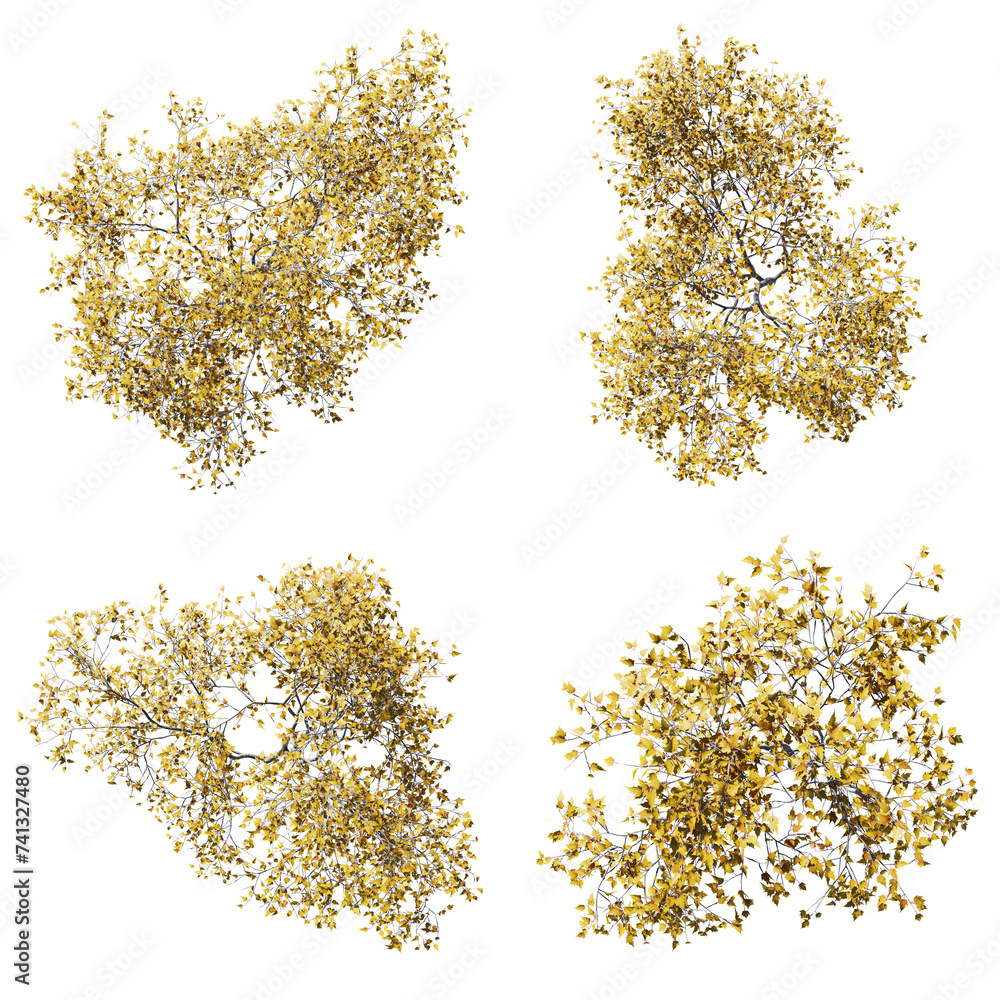 Poster top view tree,acer ginnala tree isolate transparent background.3d rendering png