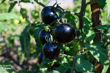 Black tomatoes Indigo rose variety grow and ripen on branch in garden
