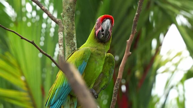Exotic great green macaw (Ara ambiguus), military macaw (Ara militaris) with red forehead perched on tree branch, wondering around the surroundings and spread its wings and fly away, close up shot.