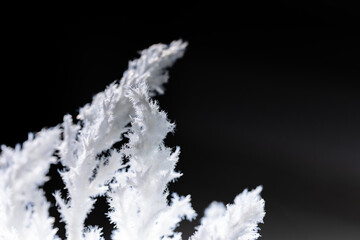 White flowers against black backdrop, a timeless elegance for any setting.