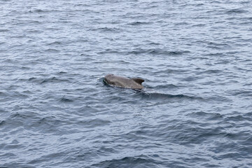 Fototapeta premium The textured back of a pilot whale (Globicephala melas) emerges amidst the rippled grey waters of the Norwegian Sea, in the proximity of Andenes, Norway.