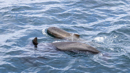 Serene moment as a pilot whale (Globicephala melas) calf swims alongside its parent in the tranquil