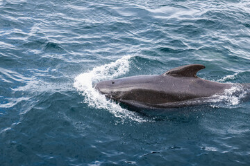 A sleek pilot whale glides through textured cerulean waters, its skin glistening with moisture, a...