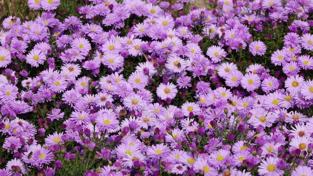 autumn aster flowering in the garden, bees on the flower