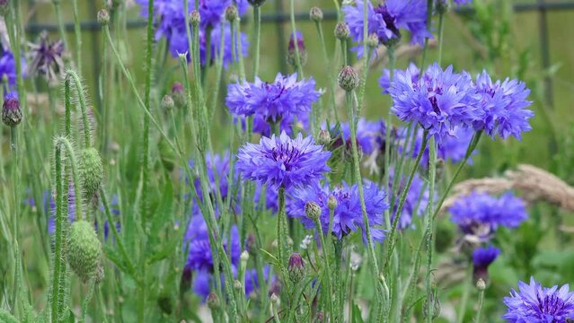 Blue Cornflowers in the flower field in summer.