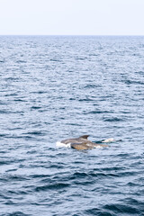 Fototapeta premium A mother pilot whale and her calf, their fins breaking the serene surface of the Norwegian Sea under a soft, overcast sky (Vertical photo)