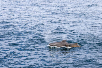 Fototapeta premium A mother pilot whale and her calf cut through the waters of the Norwegian Sea, with the gentle mist of their breath visible above the surface near Andenes