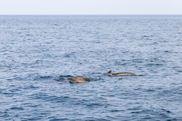 The dynamic waters of the Norwegian Sea near Andenes provide a backdrop for a pilot whale family,...
