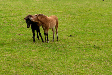 Horses grazing in the horse pasture.