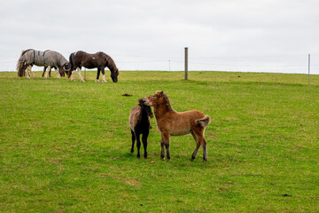 Horses grazing in the horse pasture.