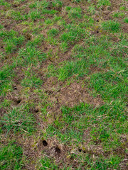 Viele Löcher und Eingänge in einen Wühlmäusebau