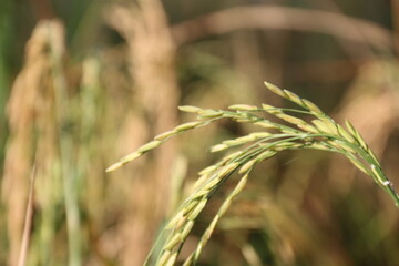 Rice field. Close up yellow rice seed ripe and green leaves on nature background. Beautiful golden rice field and ear of rice. 